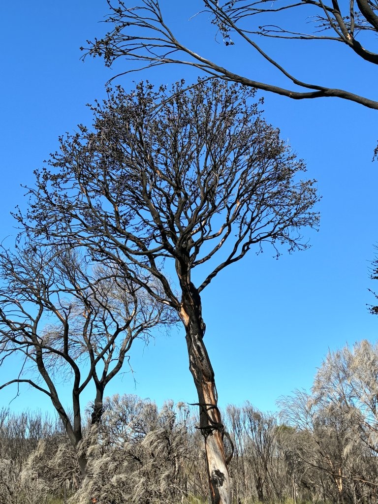 Allocasuarina verticillata (Sheoak) Waterhouse (LG)