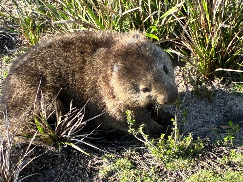 Waterhouse wombat (LG)