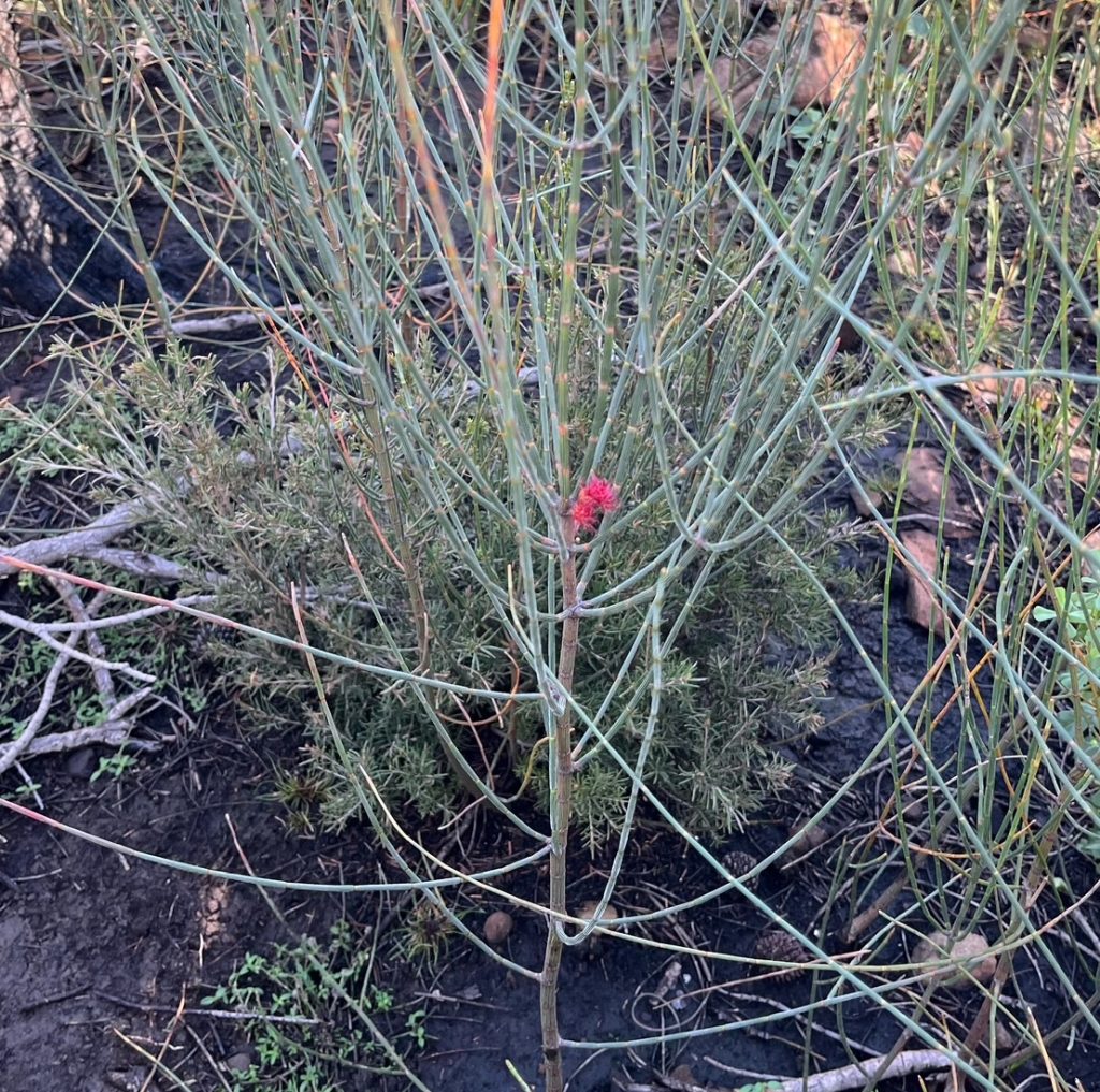 Allocasuarina verticillata (she-oak) in flower at Waterhouse (LR)