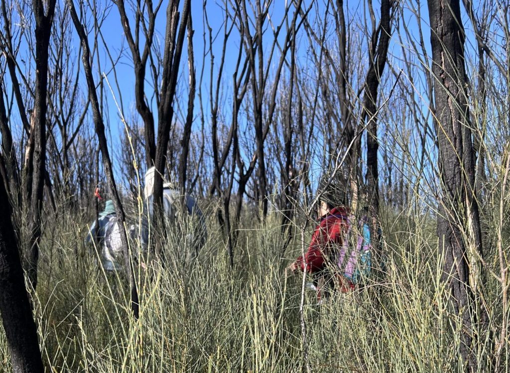 Allocasuarina verticillata (she-oak) regenerating with vigor (PR)