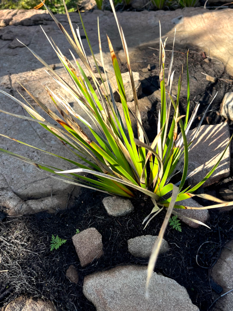 Cheilanthes austrotenuifolia (Resurrection fern) in shade below Lomandra (LR)