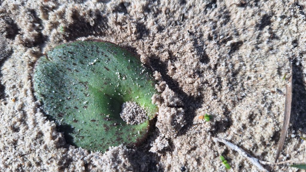 Fire orchid leaf (CB)