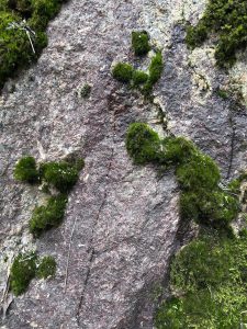 Granite and bleeding moss (PR)