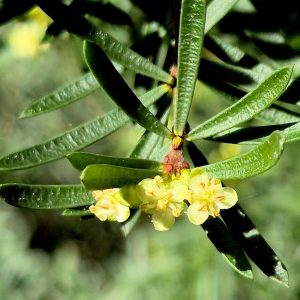 Micrantheum hexandrum (RC)