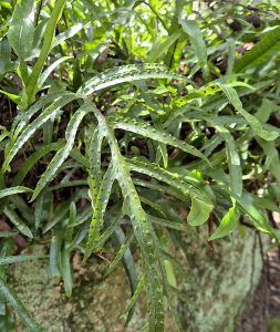 Microsorum pustulatum (RC)