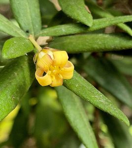 Pittosporum bicolor (RC)