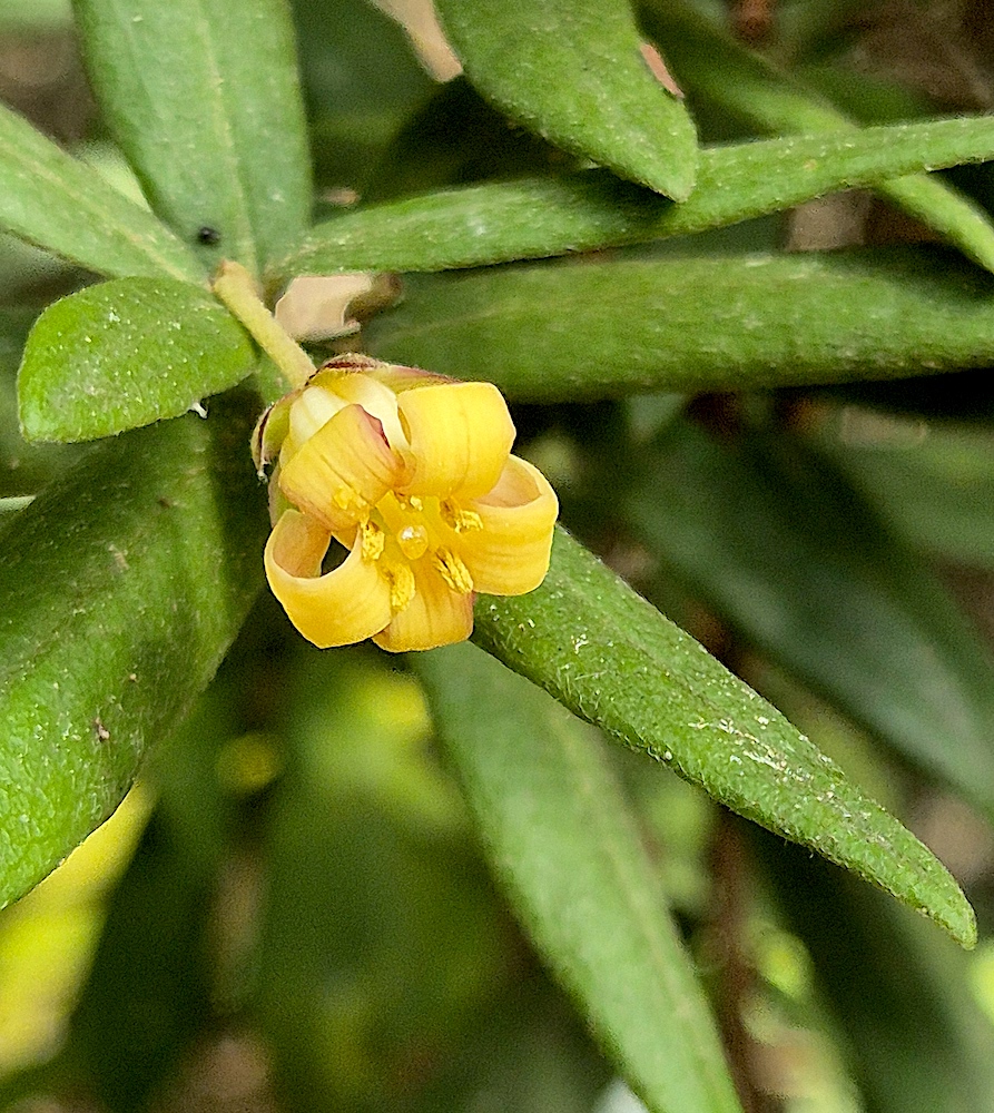 Pittosporum bicolor (RC)