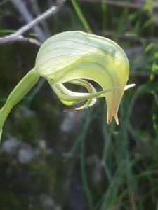Pterostylis nutans (AW)