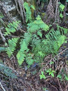 Ruddy Ground fern (Hypolepis rugosula (DS)