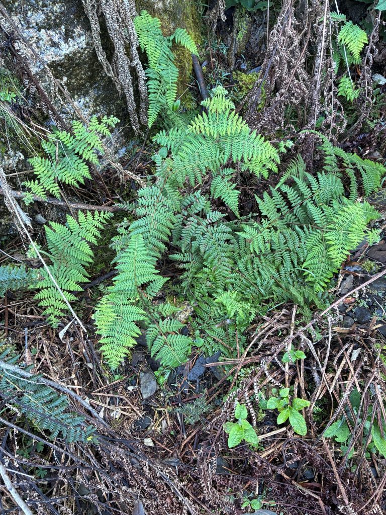 Ruddy Ground fern (Hypolepis rugosula (DS)
