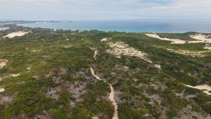 After marram grass planting (JJ)