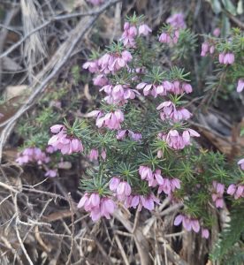 Tetratheca sp.(CB)