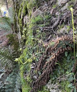 Pterostylis nutans and photo bomber (LR)