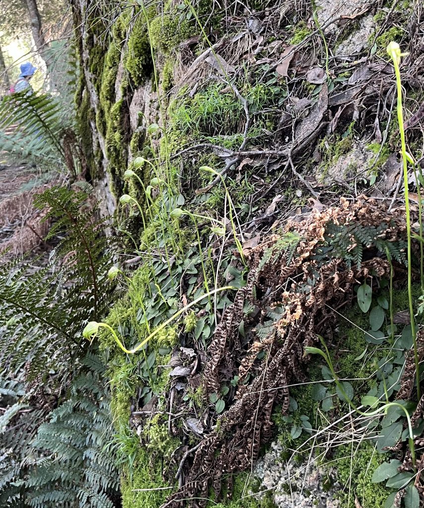 Pterostylis nutans and photo bomber (LR)