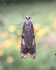Utetheisa pulchelloides (Heliotrope moth) (LR)